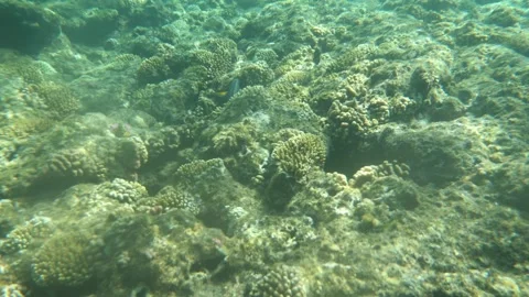 Man snorkeling underwater and exploring coral reef in Budva Montenegro Stock Footage 339069192