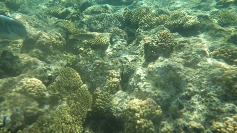 Man snorkeling underwater and exploring coral reef in Budva Montenegro Stock Footage 339069193