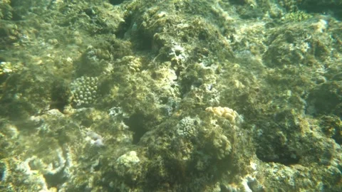 Man snorkeling underwater and exploring coral reef in Budva Montenegro Stock Footage 339069224
