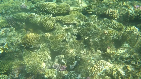 Man snorkeling underwater and exploring coral reef in Budva Montenegro Stock Footage 339069238