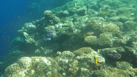 Man snorkeling underwater and exploring coral reef in Budva Montenegro Stock Footage 339069246