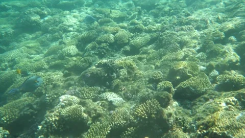 Man snorkeling underwater and exploring coral reef in Budva Montenegro Stock Footage 339069307