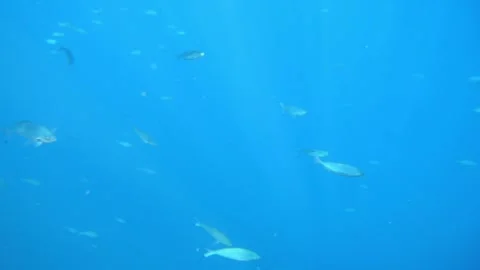 Man snorkeling underwater and exploring coral reef in Budva Montenegro Stock Footage 339069309