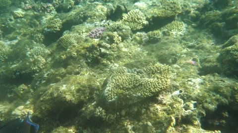 Man snorkeling underwater and exploring coral reef in Budva Montenegro Stock Footage 339069316