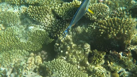 Man snorkeling underwater and exploring coral reef in Budva Montenegro Stock Footage 339069323