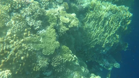 Man snorkeling underwater and exploring coral reef in Budva Montenegro Video stock 339069337