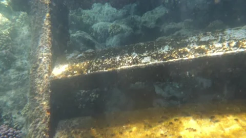 Man snorkeling underwater and exploring coral reef in Budva Montenegro Stock Footage 339069346