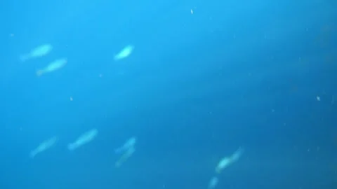 Man snorkeling underwater and exploring coral reef in Budva Montenegro Stock Footage 339069350