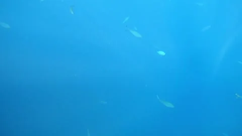 Man snorkeling underwater and exploring coral reef in Budva Montenegro Stock Footage 339069356