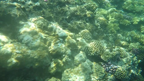 Man snorkeling underwater and exploring coral reef in Budva Montenegro Stock Footage 339069375