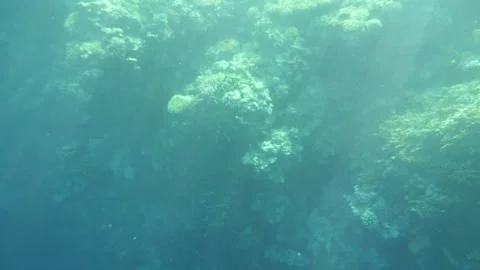 Man snorkeling underwater and exploring coral reef in Budva Montenegro Stock Footage 339069384