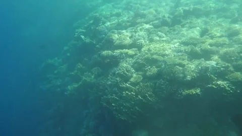 Man snorkeling underwater and exploring coral reef in Budva Montenegro Stock Footage 339069406