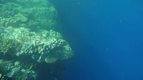 Man snorkeling underwater and exploring coral reef in Budva Montenegro Stock Footage 339069522