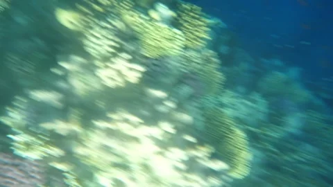 Man snorkeling underwater and exploring coral reef in Budva Montenegro Stock Footage 339069583