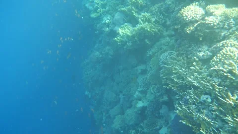 Man snorkeling underwater and exploring coral reef in Budva Montenegro Stock Footage 339069587