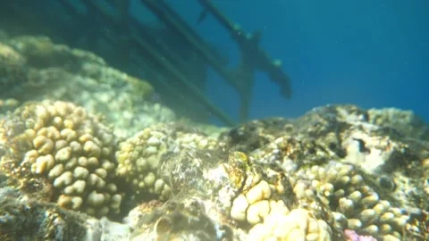 Man snorkeling underwater and exploring coral reef in Budva Montenegro Stock Footage 339069645