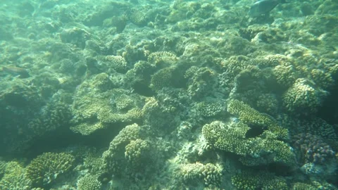 Man snorkeling underwater and exploring coral reef in Budva Montenegro Stock Footage 339069663