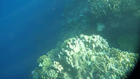 Man snorkeling underwater and exploring coral reef in Budva Montenegro Stock Footage 339069664