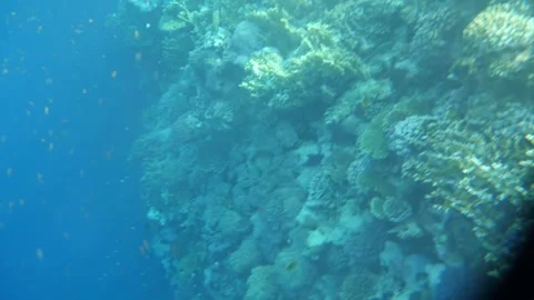Man snorkeling underwater and exploring coral reef in Budva Montenegro Stock Footage 339069672