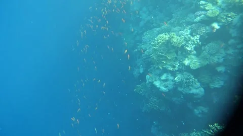 Man snorkeling underwater and exploring coral reef in Budva Montenegro Stock Footage 339069675