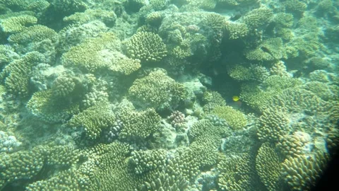 Man snorkeling underwater and exploring coral reef in Budva Montenegro Stock Footage 339069748