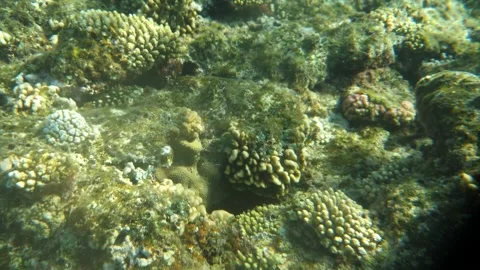 Man snorkeling underwater and exploring coral reef in Budva Montenegro Stock Footage 339069762