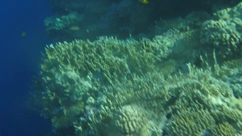 Man snorkeling underwater and exploring coral reef in Budva Montenegro Stock Footage 339069827