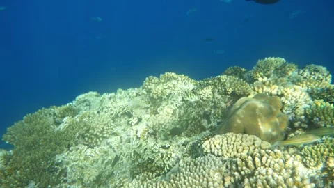 Man snorkeling underwater and exploring coral reef in Budva Montenegro Stock Footage 339069834