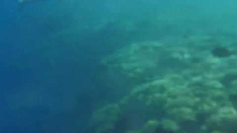 Man snorkeling underwater and exploring coral reef in Budva Montenegro Stock Footage 339069846