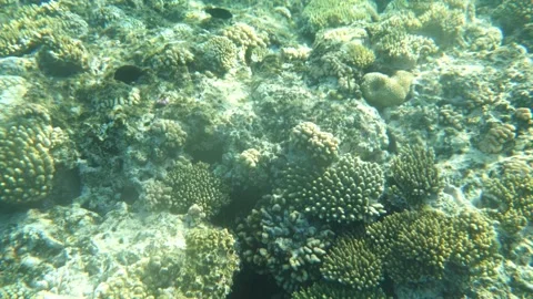 Man snorkeling underwater and exploring coral reef in Budva Montenegro Stock-Footage 339069848