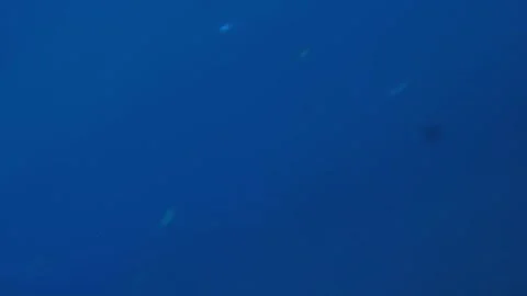 Man snorkeling underwater and exploring coral reef in Budva Montenegro Stock Footage 339069851