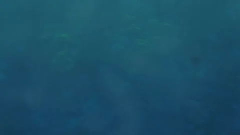 Man snorkeling underwater and exploring coral reef in Budva Montenegro Stock Footage 339069852