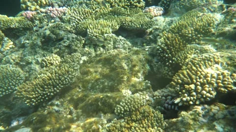 Man snorkeling underwater and exploring coral reef in Budva Montenegro Stock Footage 339069856