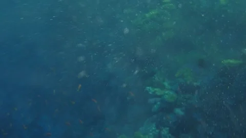 Man snorkeling underwater and exploring coral reef in Budva Montenegro Stock Footage 339069862