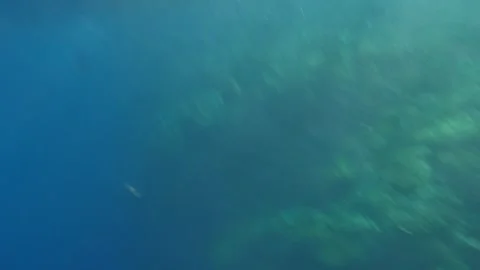 Man snorkeling underwater and exploring coral reef in Budva Montenegro Stock Footage 339069866