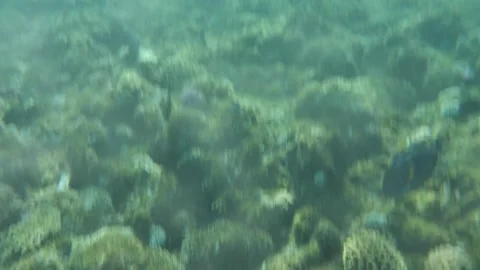 Man snorkeling underwater and exploring coral reef in Budva Montenegro Video stock 339069876