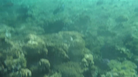 Man snorkeling underwater and exploring coral reef in Budva Montenegro Stock Footage 339069903