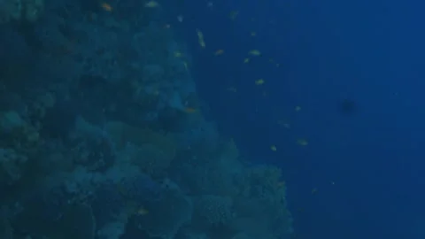 Man snorkeling underwater and exploring coral reef in Budva Montenegro Stock Footage 339069911