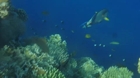Man snorkeling underwater and exploring coral reef in Budva Montenegro Stock Footage 339069918