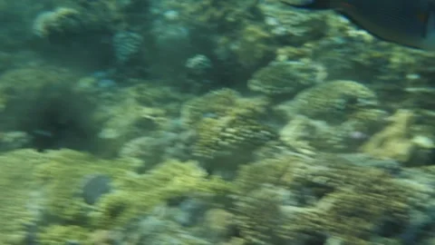 Man snorkeling underwater and exploring coral reef in Budva Montenegro Stock Footage 339069921