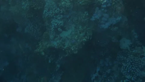 Man snorkeling underwater and exploring coral reef in Budva Montenegro Stock Footage 339069937