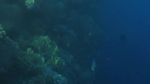 Man snorkeling underwater and exploring coral reef in Budva Montenegro Stock Footage 339069940