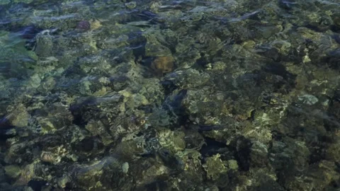 Man snorkeling underwater and exploring coral reef in Budva Montenegro Stock Footage 339070021