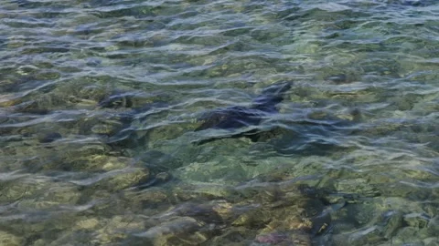 Man snorkeling underwater and exploring coral reef in Budva Montenegro Stock Footage 339070070