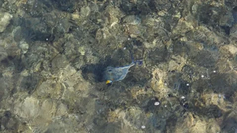 Man snorkeling underwater and exploring coral reef in Budva Montenegro Stock Footage 339070072