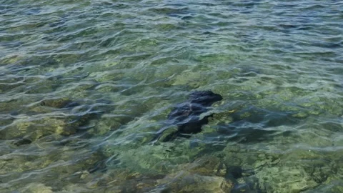 Man snorkeling underwater and exploring coral reef in Budva Montenegro Stock Footage 339070088