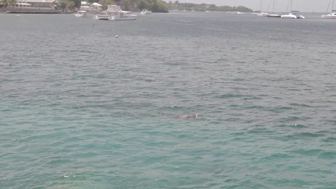 A man snorkelling at the beach Stock Footage 107633929