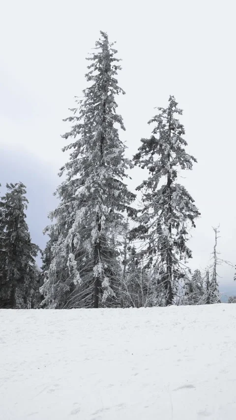 Man snowboarding down by snowed hill fir trees on background Stock Footage 138323799