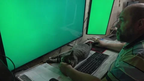 Man Softly Stroking His Content Cat on Office Desk Stock-Footage 336542077