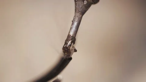 Man soldering electronic cable close-up Video stock 139541687